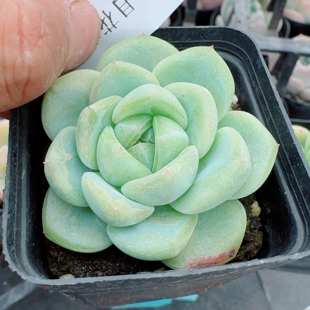 多肉杂交一物一拍左七21-117