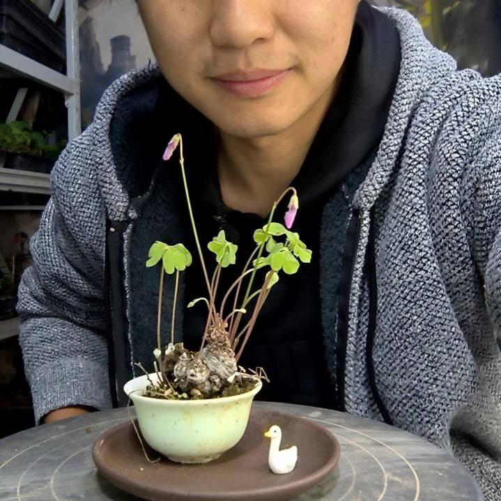 小*哥中青园艺一物一拍99