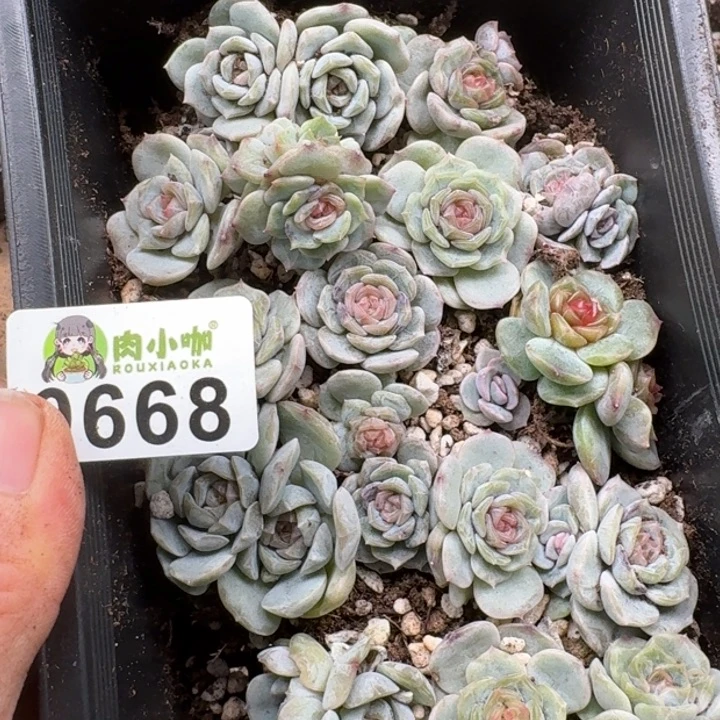 韦***版多肉植物多肉植物