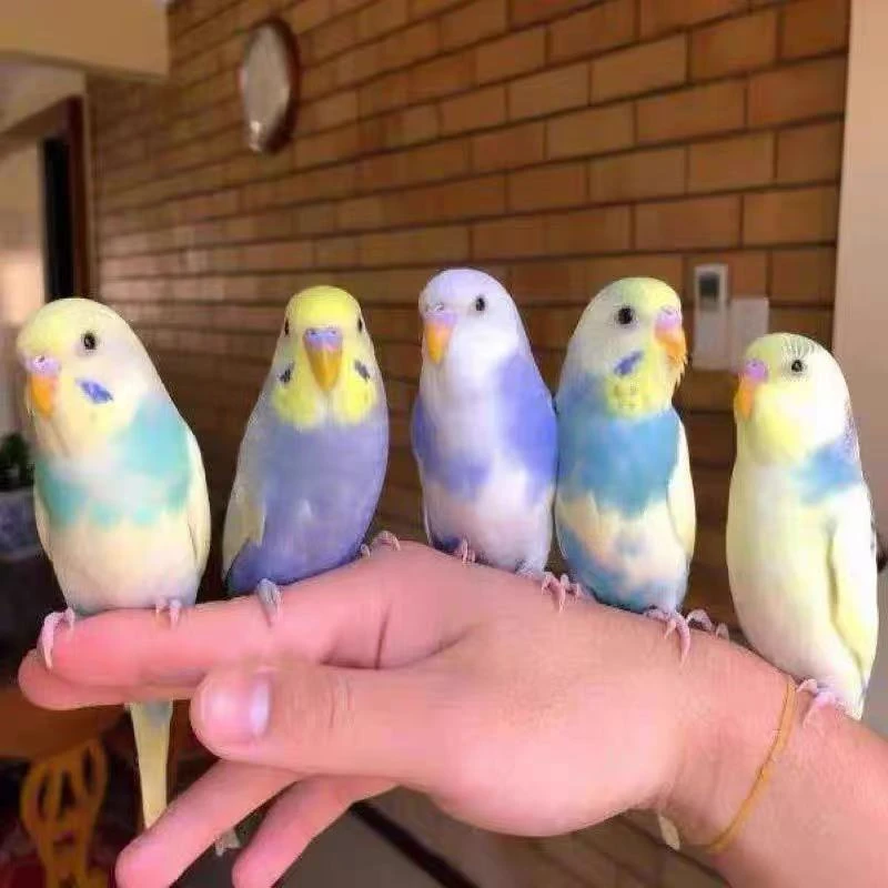 【包邮包活】手养大头金彩虎皮鹦鹉活体宠物鸟观赏鸟 鹦鹉活鸟手玩A