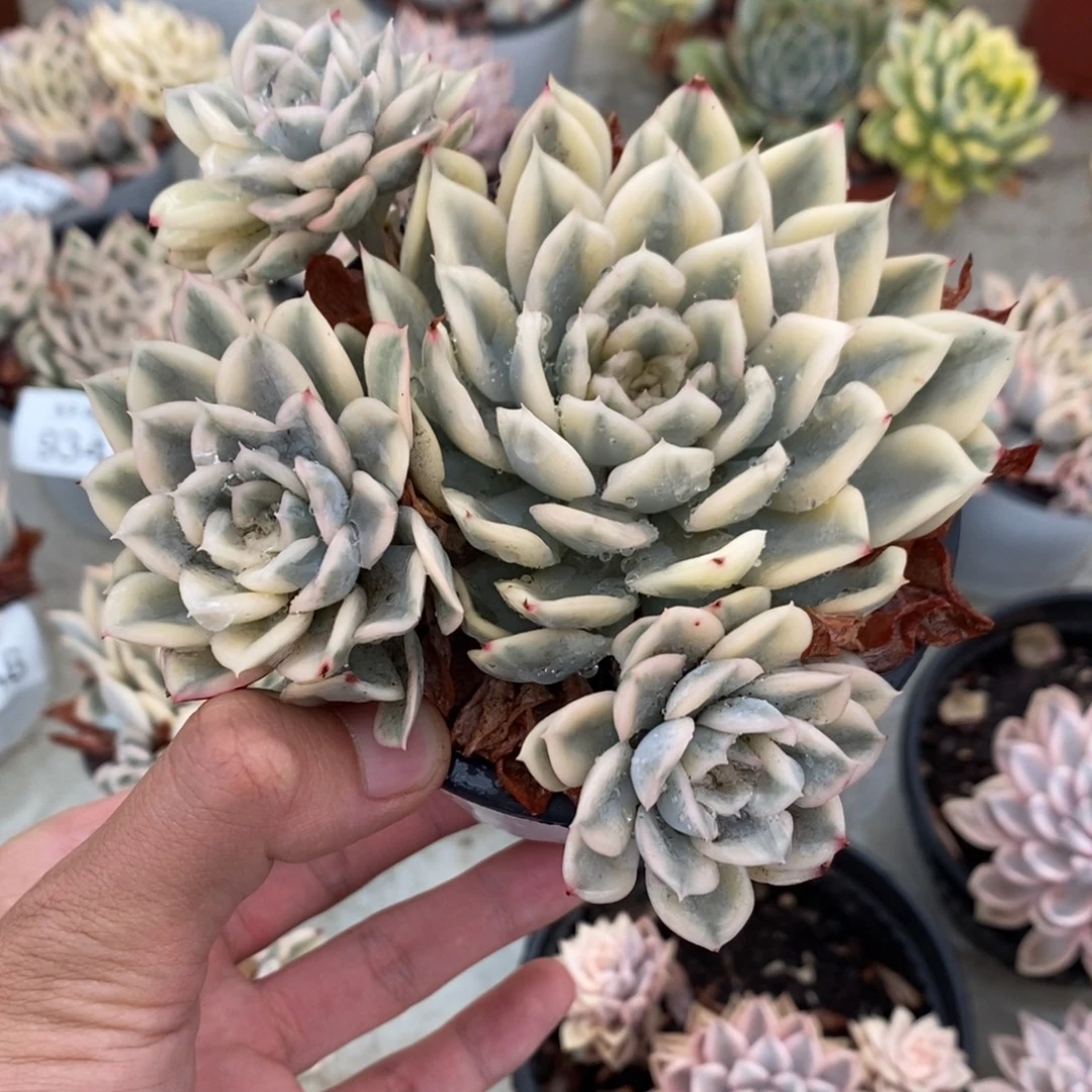 月亮仙子多肉植物9351