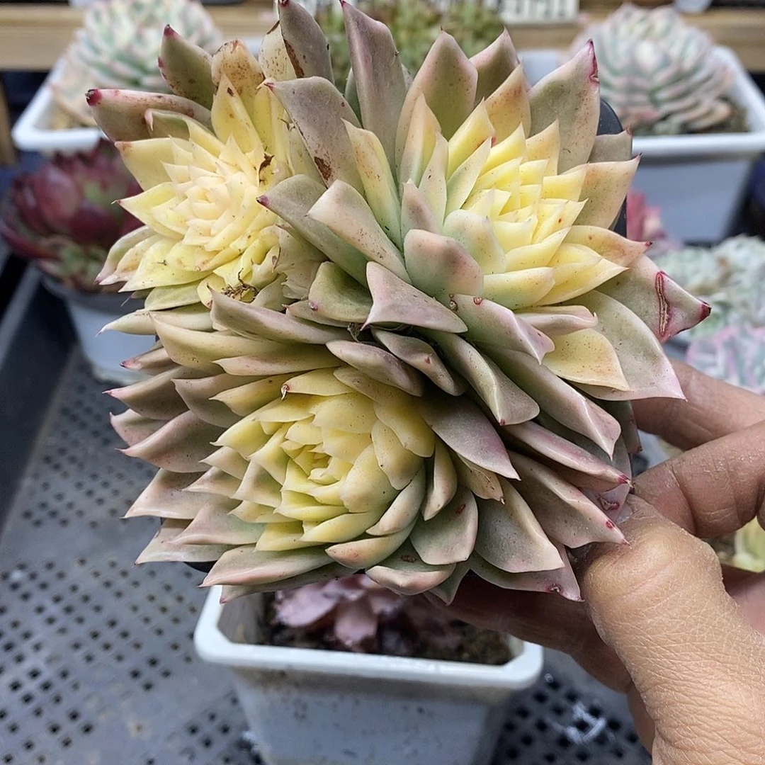 30112 海胆麦秆锦