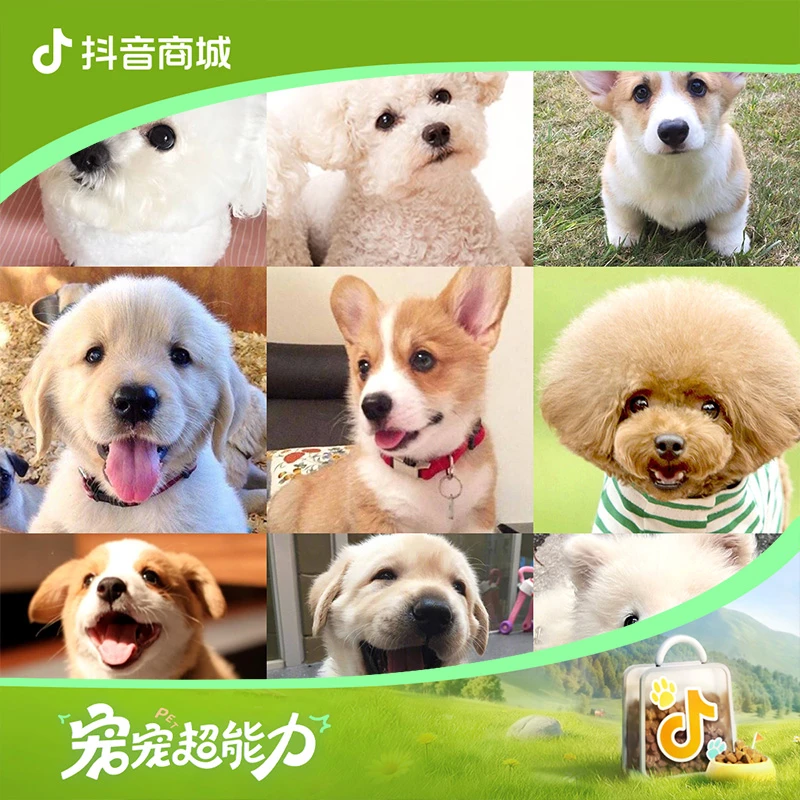 潮汕机场宠物直播基地（小洁家）宠物狗小狗