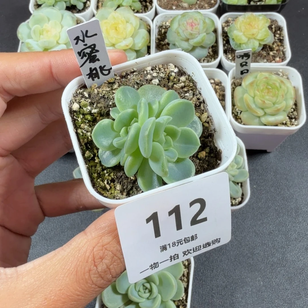三头水蜜桃一物一拍112