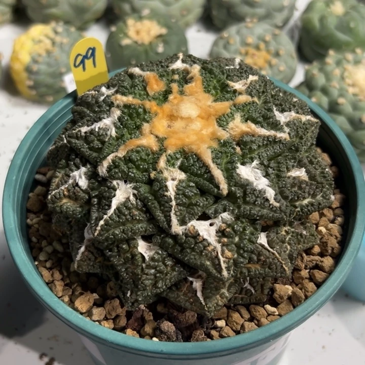 骑****行99 仙人球的故事是