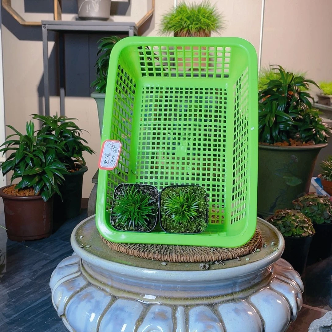 【闪购商品】不开花植物