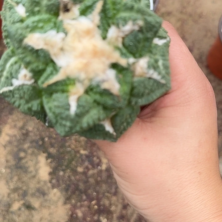 无花朵苗接龟甲牡丹692