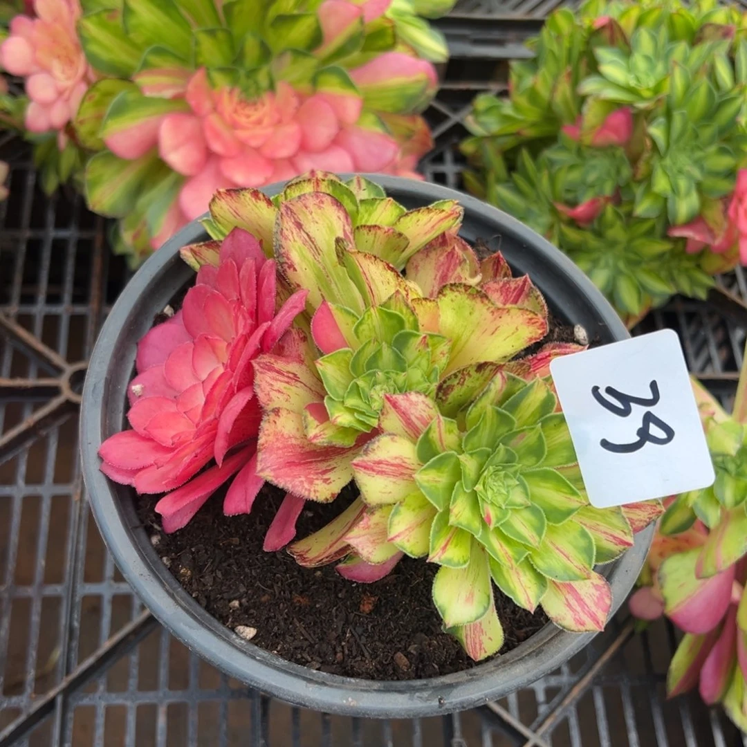 精品多肉植物039