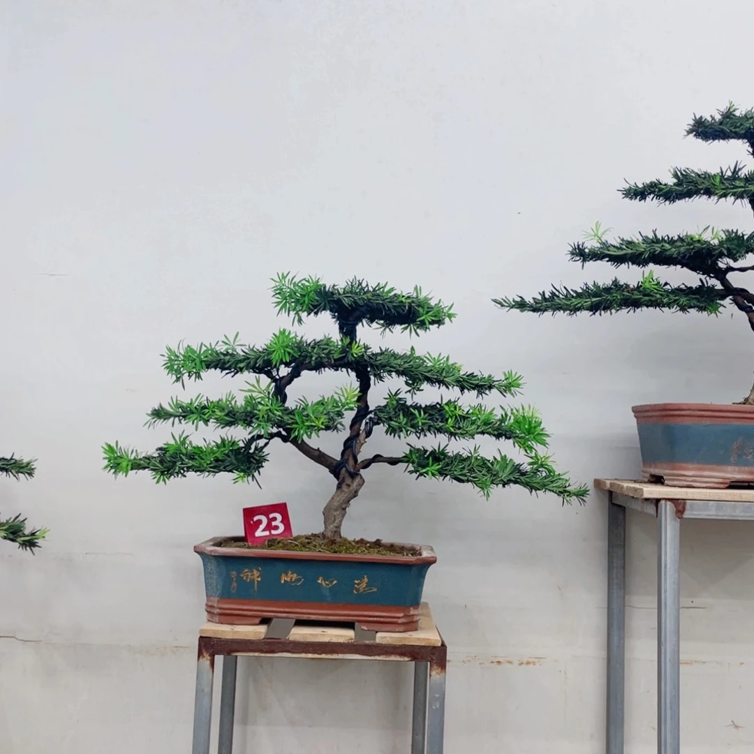 完全开放罗汉松造型艺术