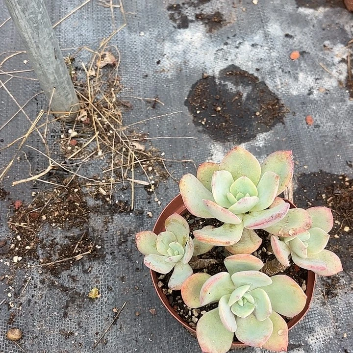 七***啊482血凤脱土发货不退不换