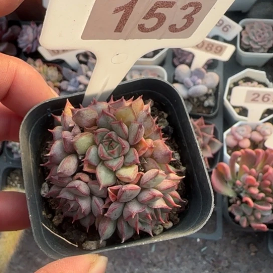 153粉色特斯拉多肉