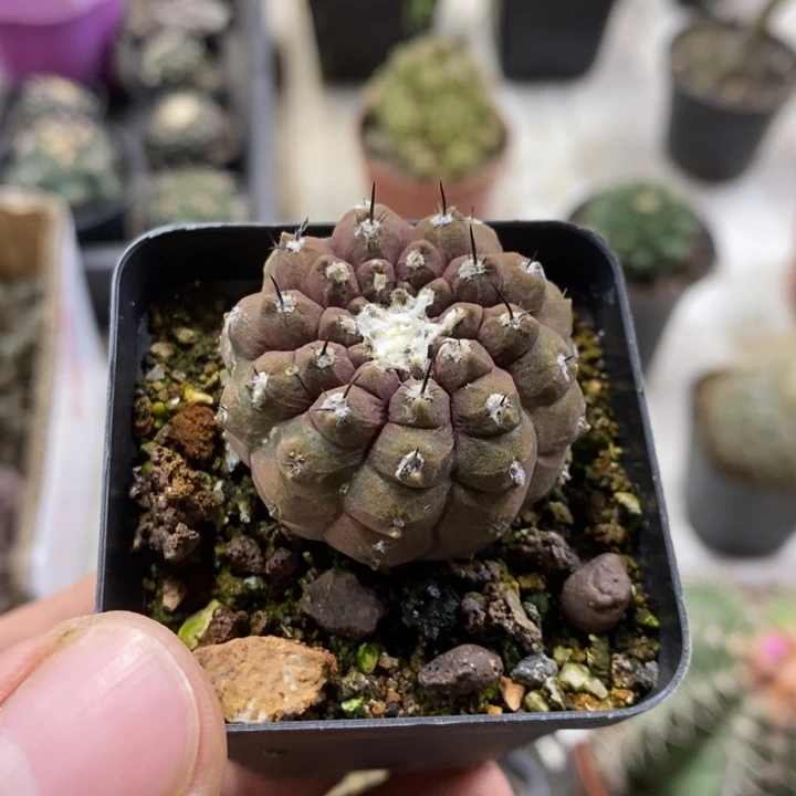 蜥蜴皮特价福利包邮