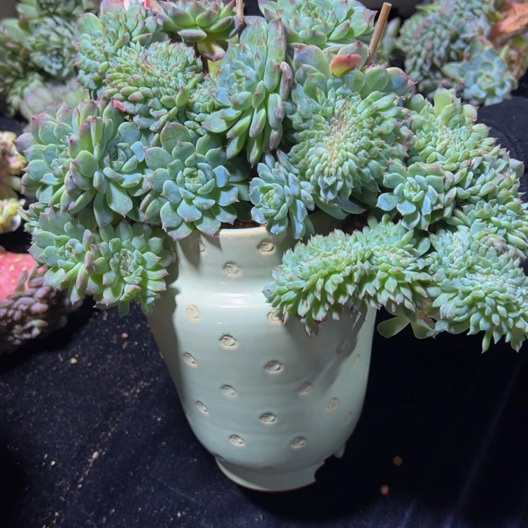 紫心山茶花冰魄缀