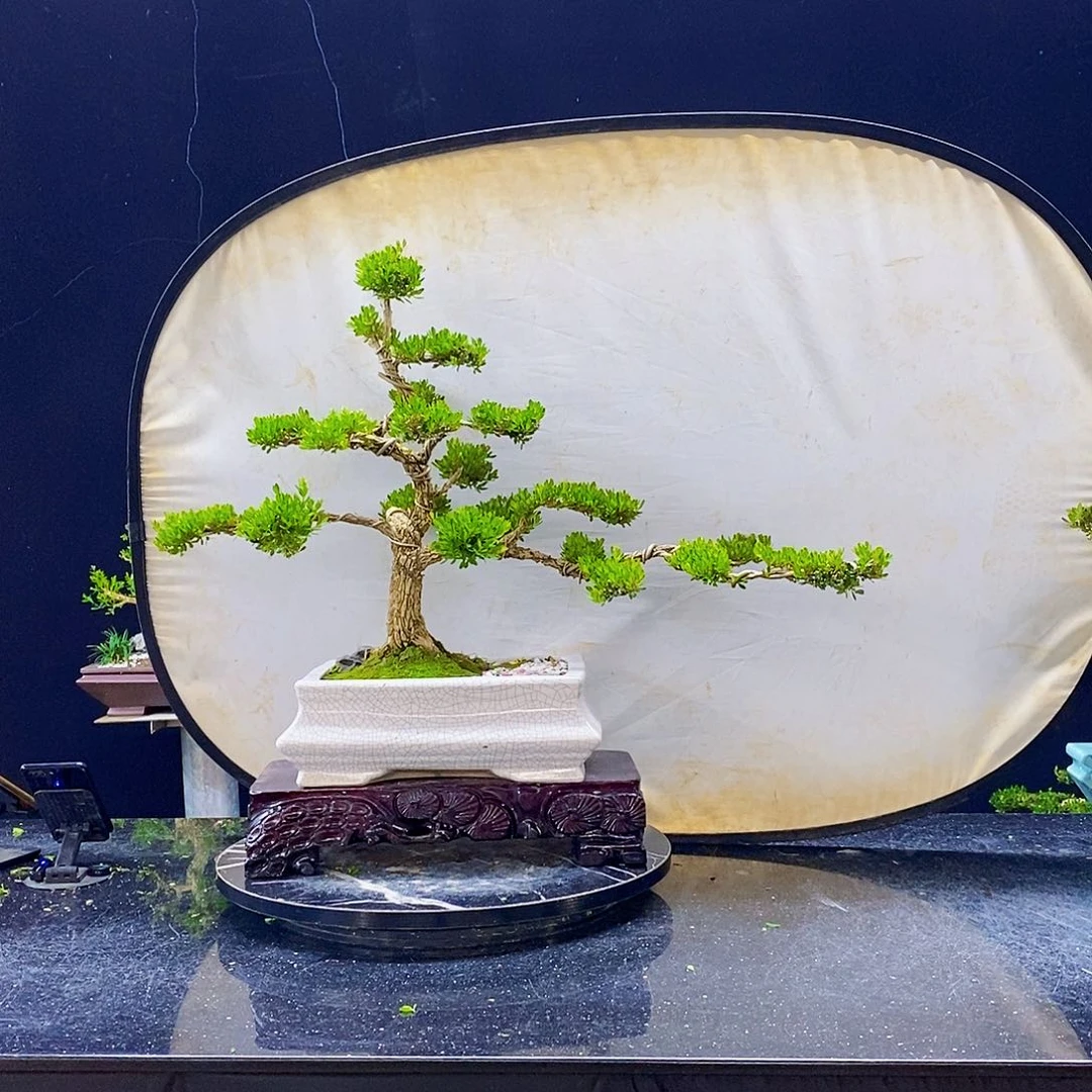 无花朵黄杨盆景造型