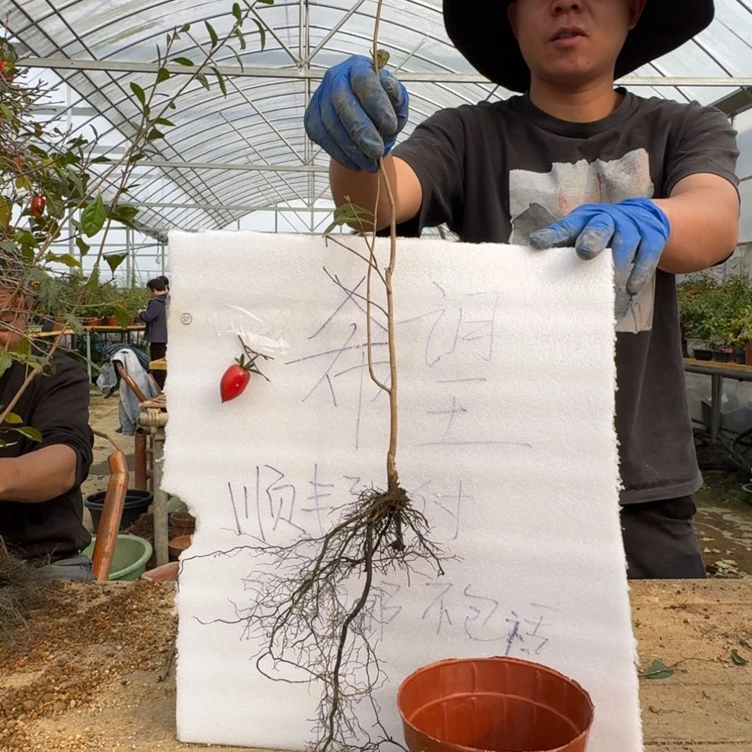 平***生无花朵400顺丰到付不包邮