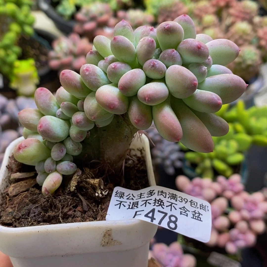 478苹果奶缀6cm多肉