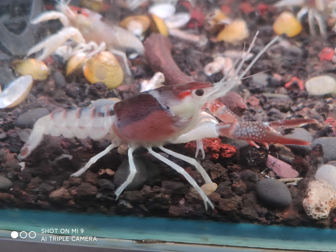 三色幽灵鳌虾 三色鳌虾