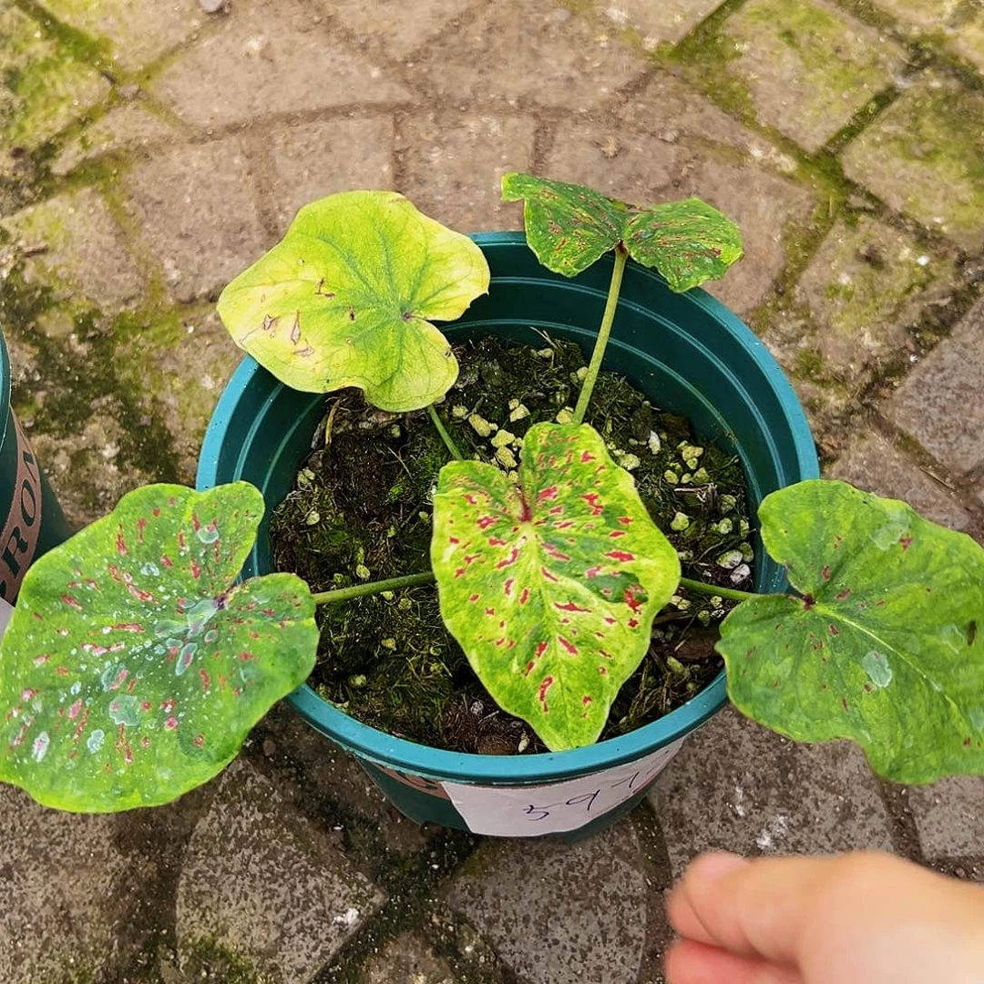 梅***格完全开放一物一拍5972