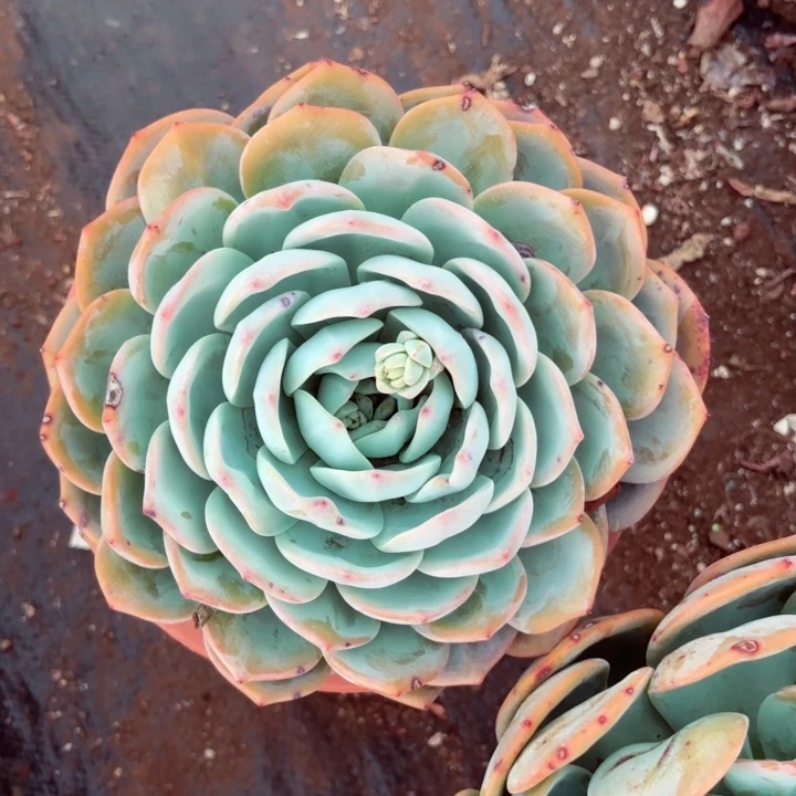 凤橙。      15。