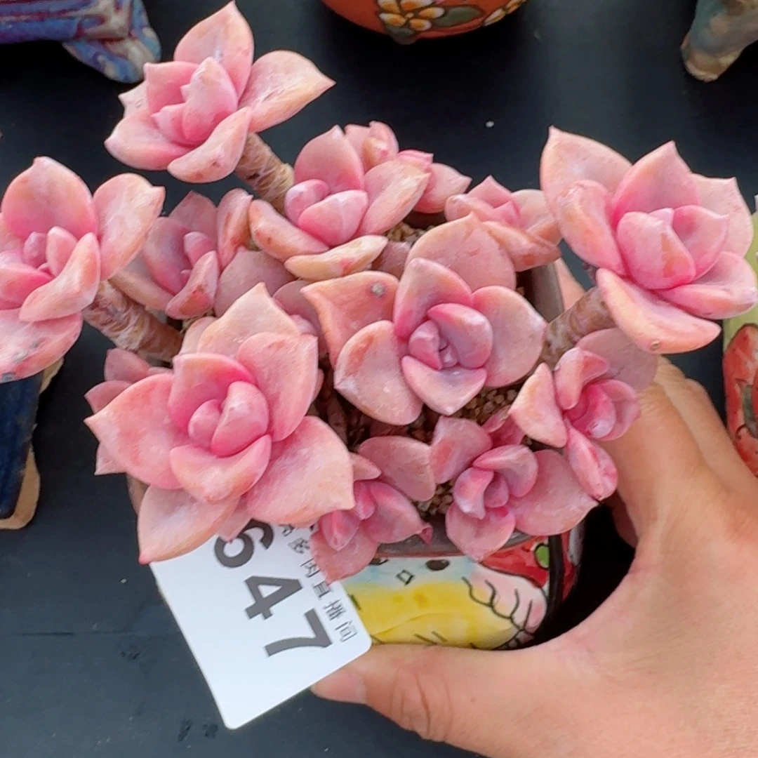 六***月彩虹糖           精美多肉