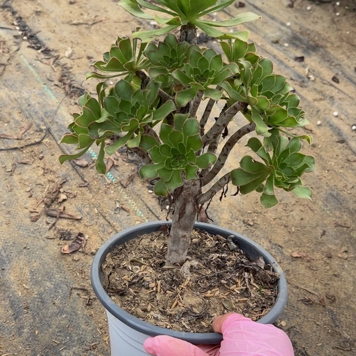 189 多肉法师不包断枝