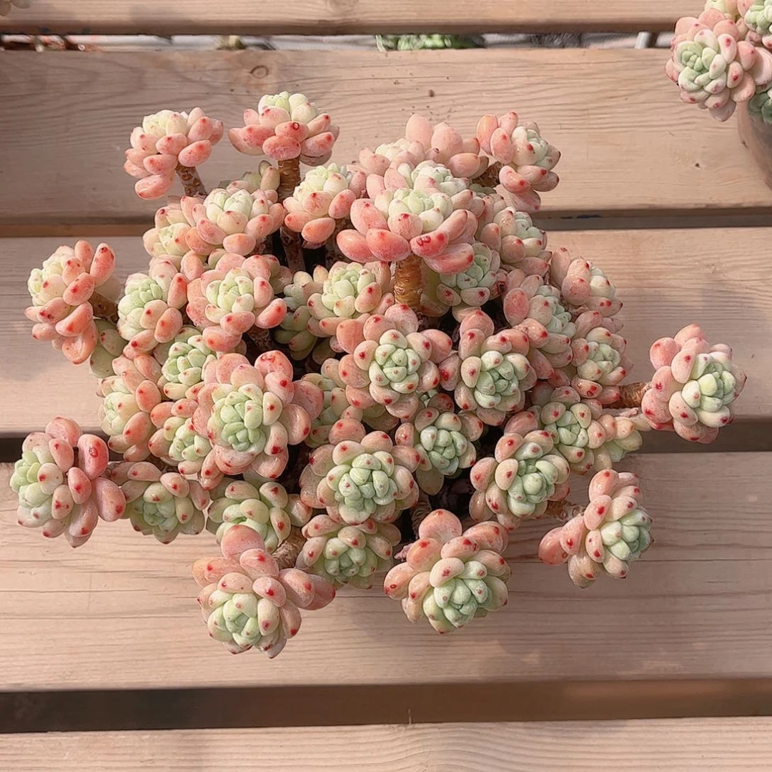 H韩版罗琦精品多肉