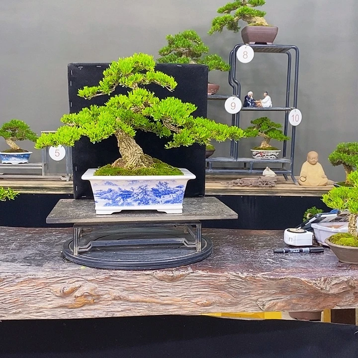 无花朵黄杨盆景四季常青不落叶
