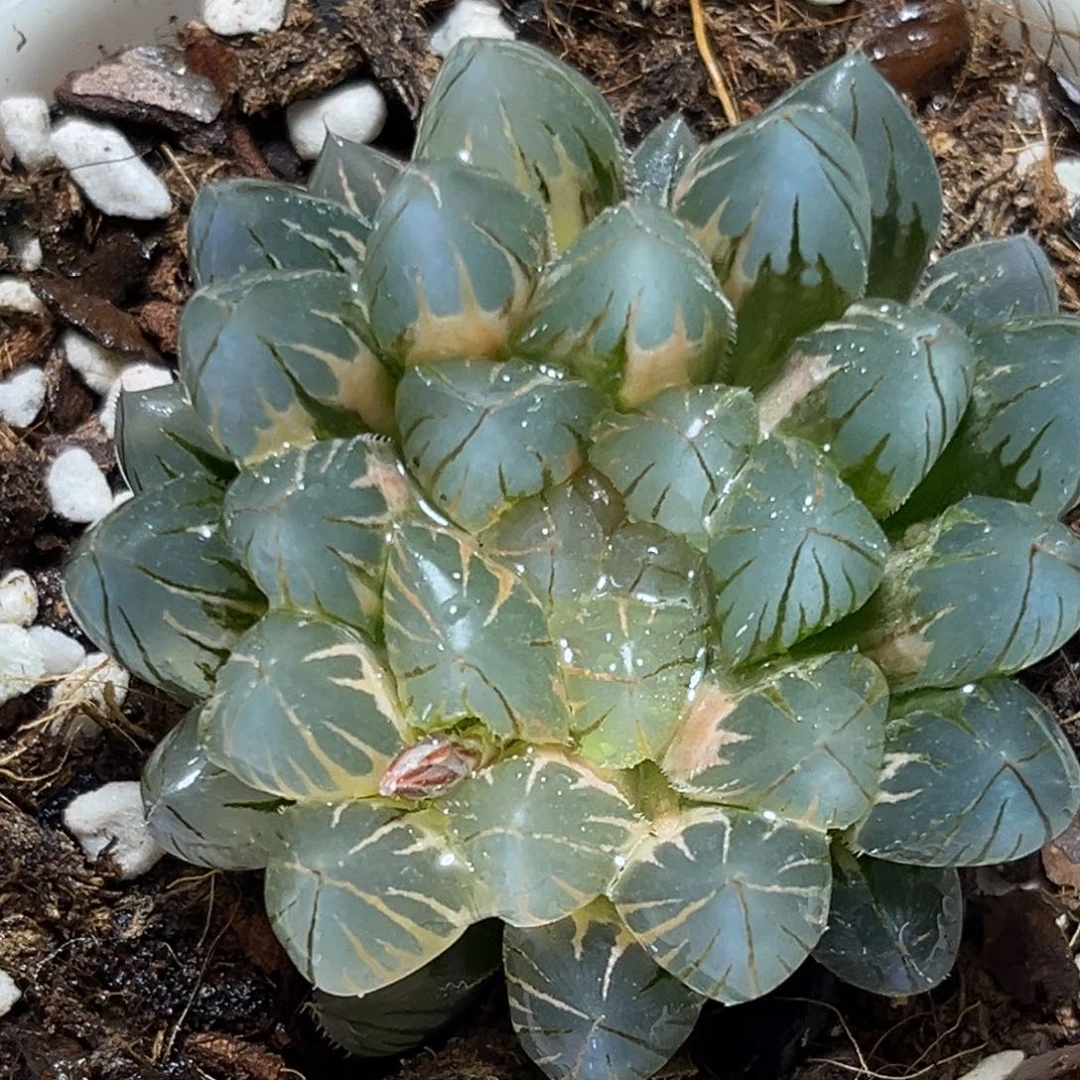 恭喜发财大吉大利746