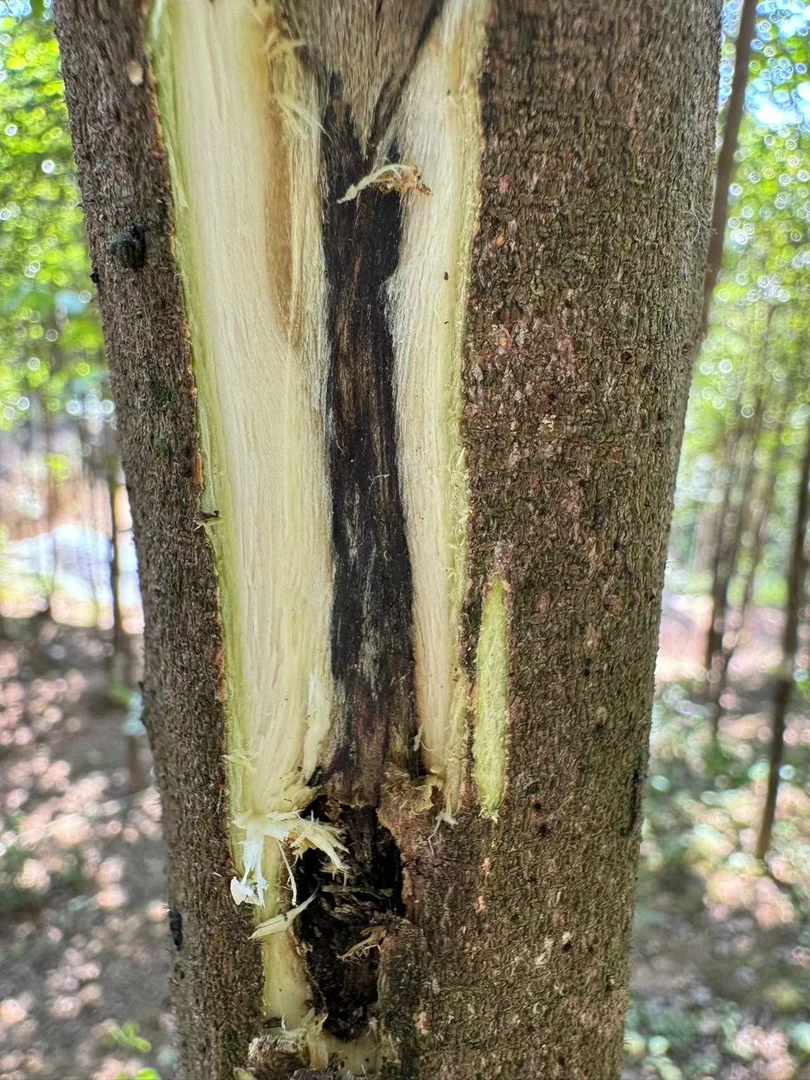 熏香粉品香奇楠沉香