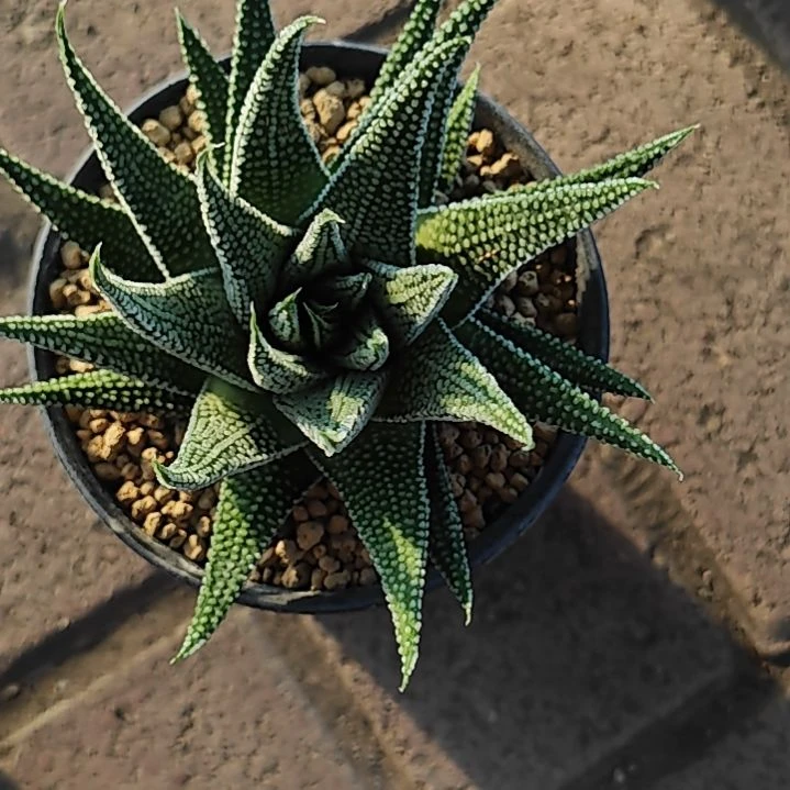 地上星一颗多肉植物原盆土