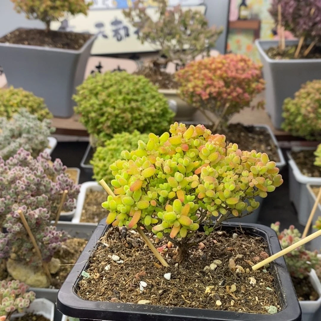 014蜜橘糖球枝干番杏