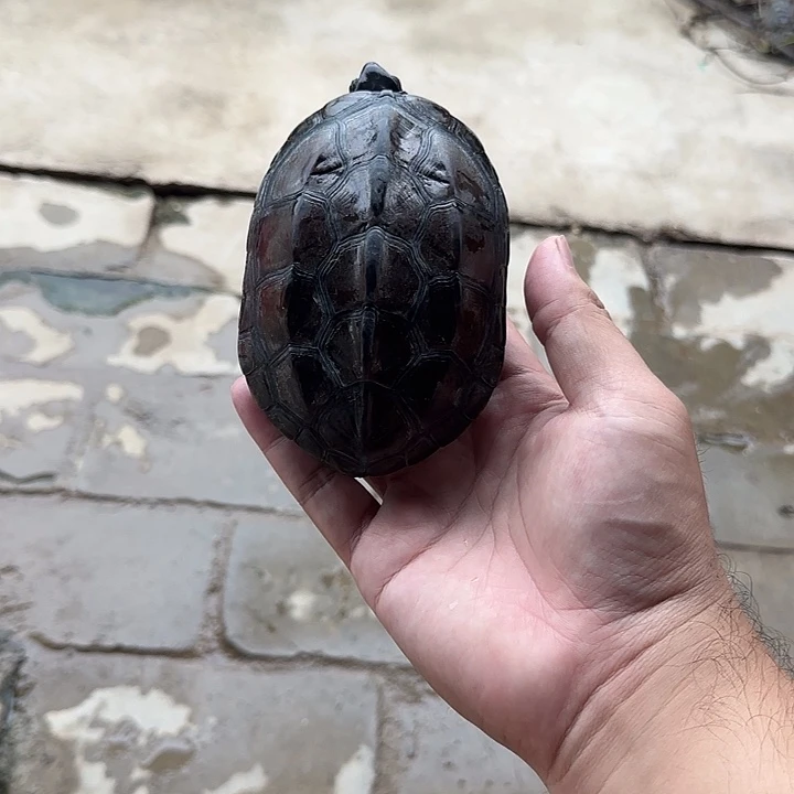 公宠物龟外塘冷水湖北草