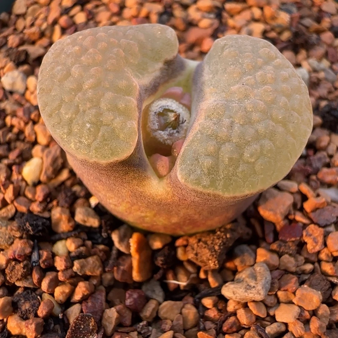 ****）多肉植物外播 十万磁铁50号