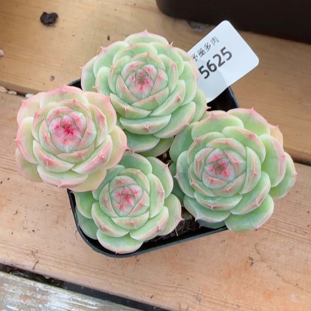 长杆白芷珍妮，5625多肉植物