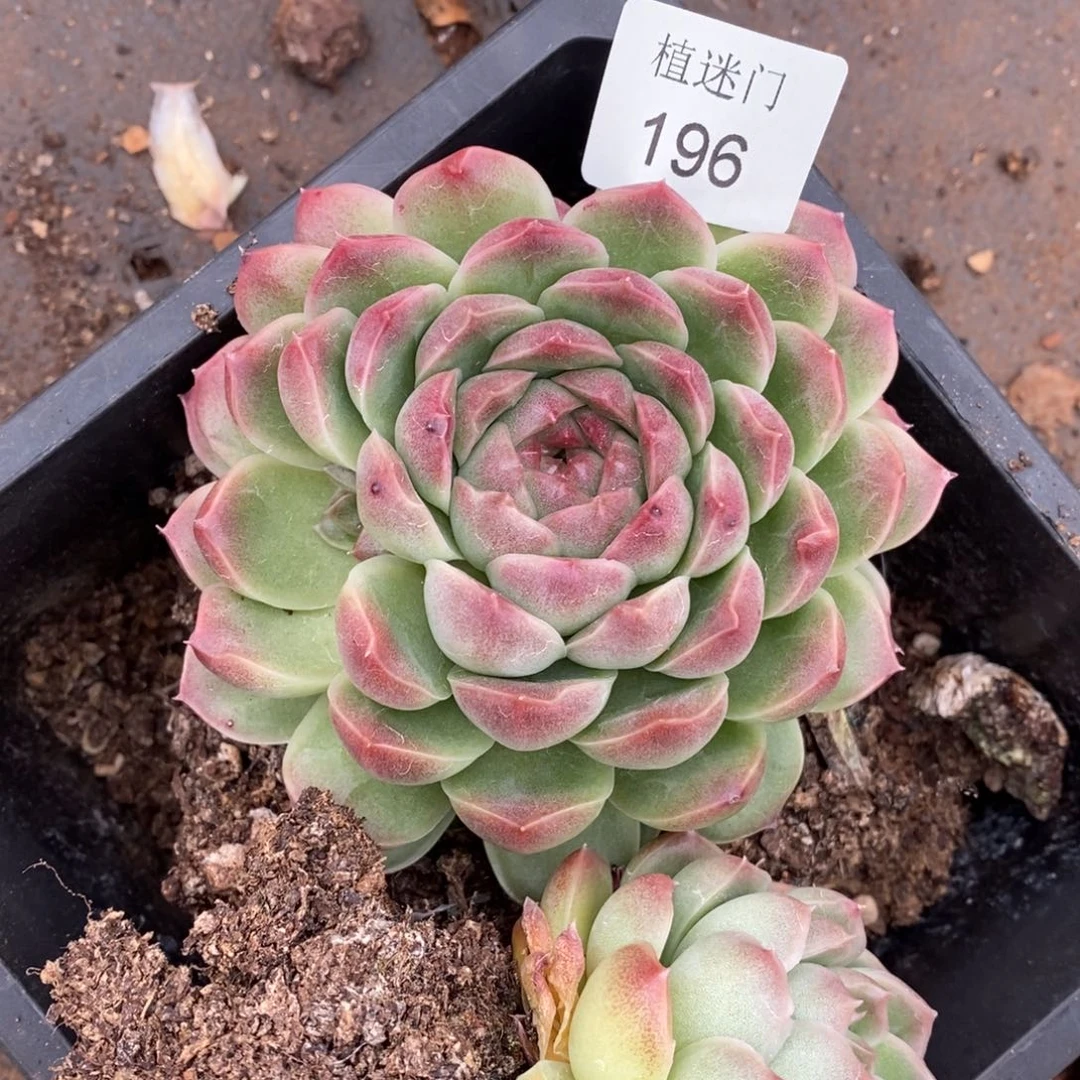 Z****霞杂交精品多肉196散