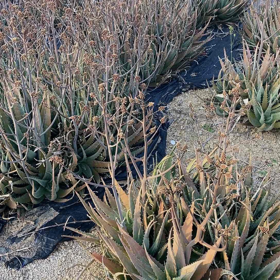 查波芦荟冠幅25-30公分一颗