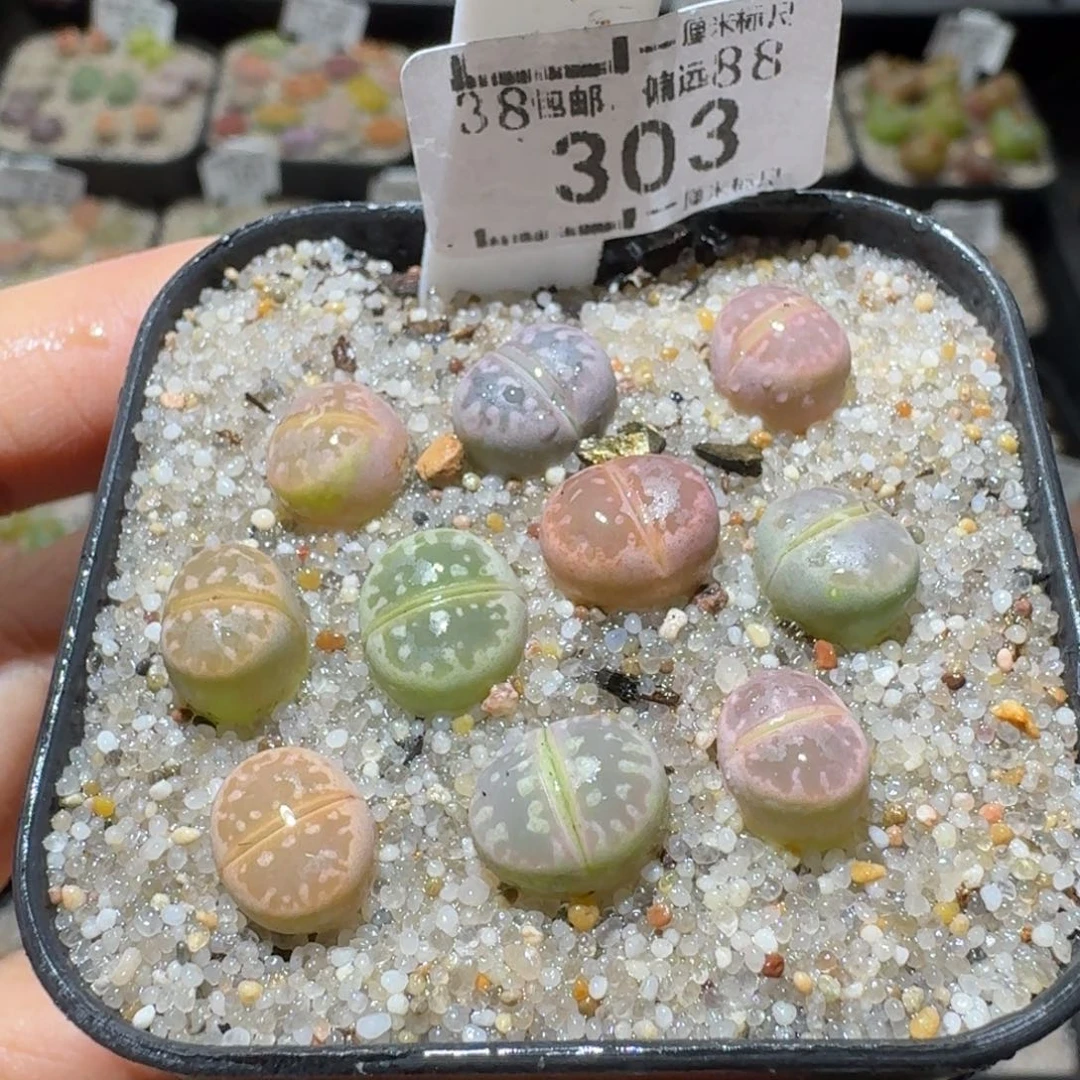 Sss新年福利福利303