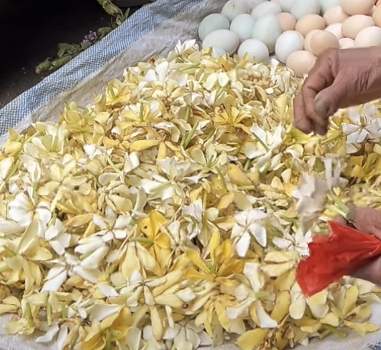 湖南道州黄栀子花