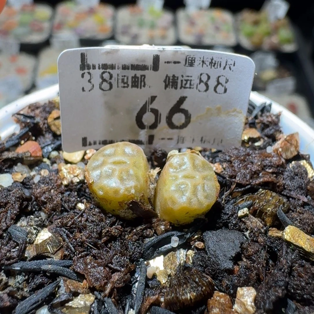 Sss新年福利啦66烧卖