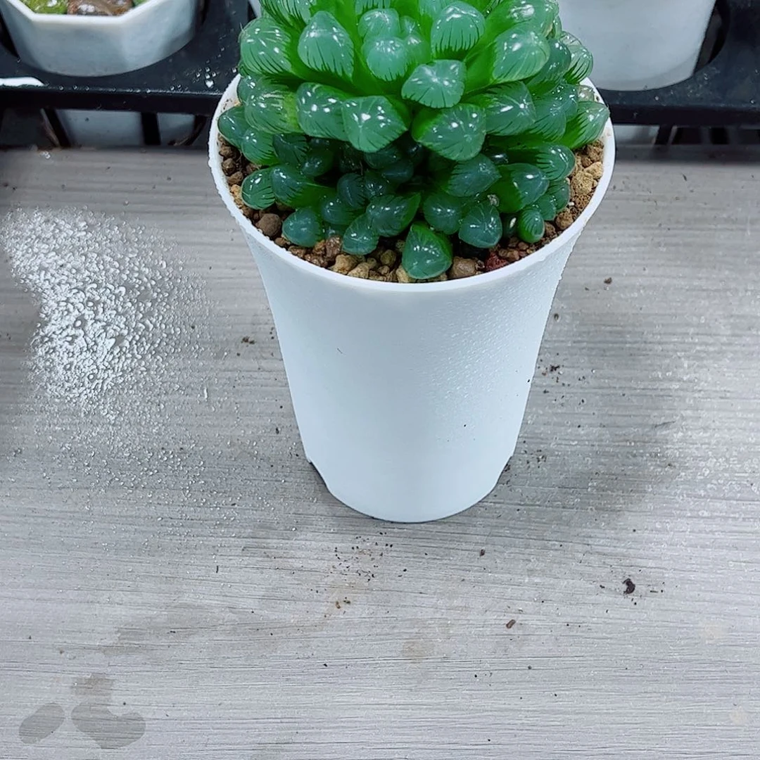 糯姬玉露一勿一拍
