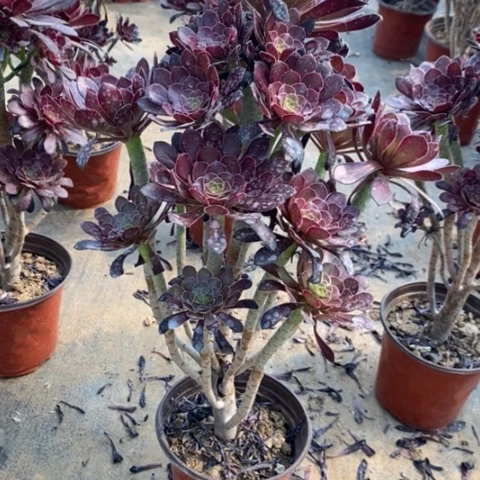 黑法25多肉植物法师法师