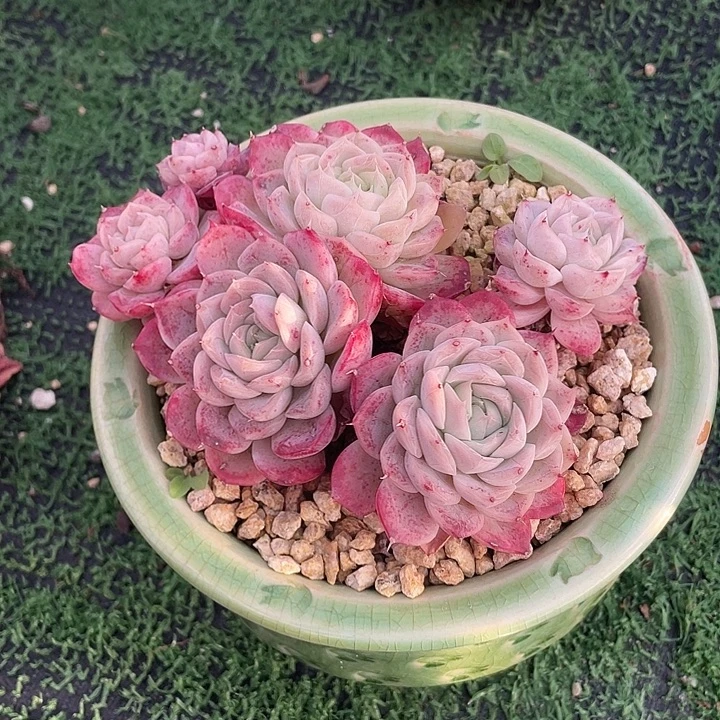 海白 啦啦啦德玛西亚