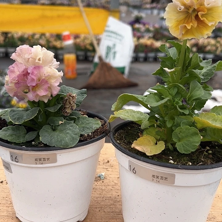 红陶抖音直播闪拍16