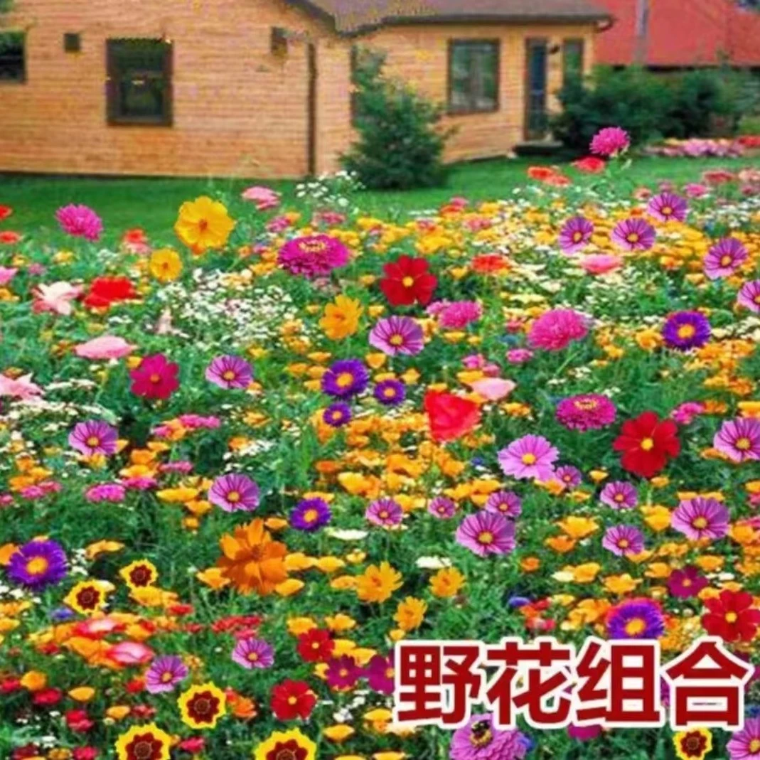野花组合种子四季种植盆栽阳台