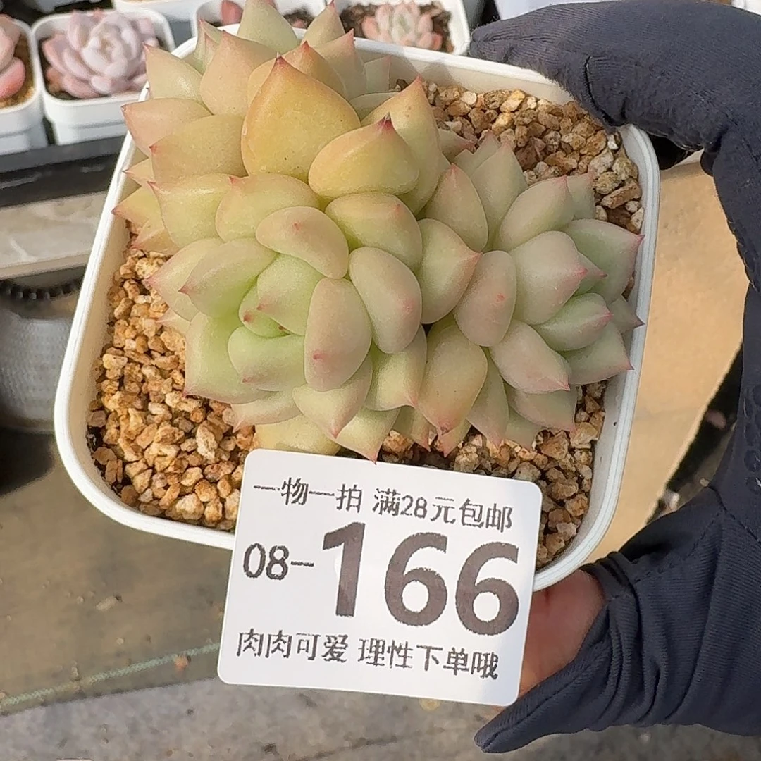 黄金象牙无盆无发货无