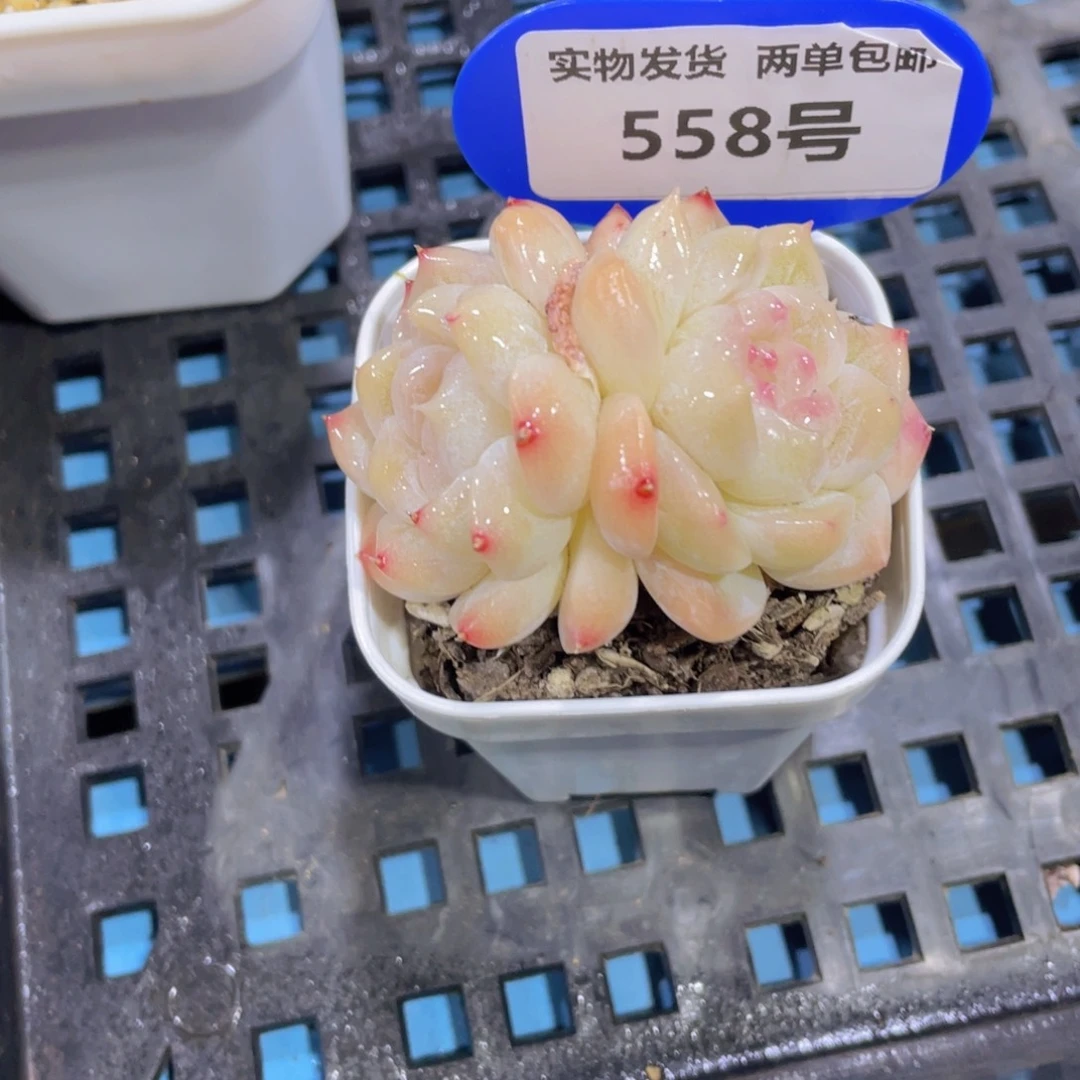 558号奶油白胖子白桃双头