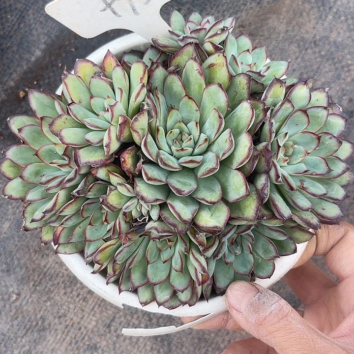 两单包邮，一物一拍肉酱玫瑰93