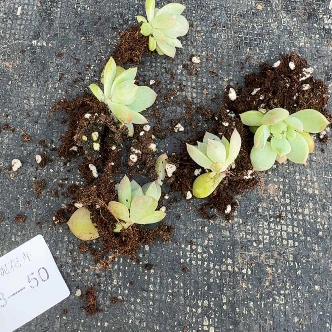 糖心带血斑一颗量拍18-50