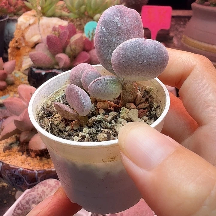 一物一拍，感谢支持