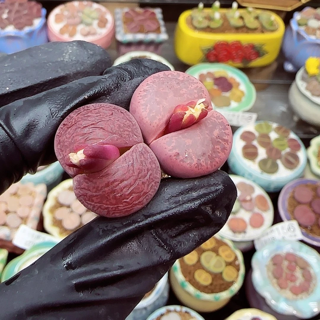 生石花满18包邮1128-161